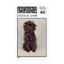 Affenpinscher Stamp (MEDIUM)