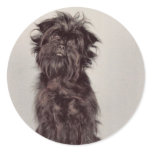 Affenpinscher Stickers