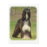 Afghan Hound 9J030D-08 Postcard
