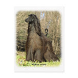 Afghan Hound 9P032D-201 Post Cards