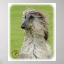 Afghan Hound 9R086D-062 Poster