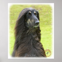 Afghan Hound 9R71D-30 Poster
