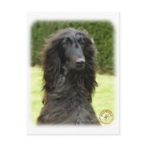 Afghan Hound 9T027D-067 Postcards