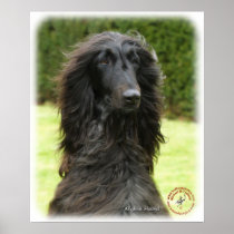 Afghan Hound 9T027D-067 Posters