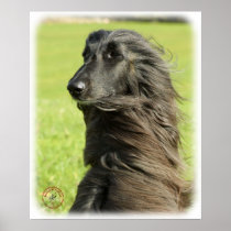 Afghan Hound 9W43D-116 Poster