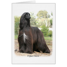Afghan Hound 9Y151D-112 Greeting Card