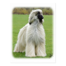 Afghan Hound 9Y247D-010 Postcard