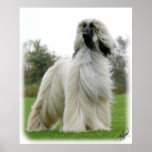 Afghan Hound 9Y247D-025 Poster