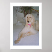 Afghan Hound Blond Poster