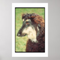 Afghan Hound Brown Poster
