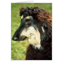 Afghan Hound Card