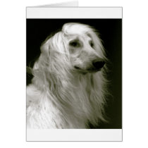 Afghan Hound Greeting Cards