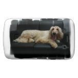 Afghan Hound Dog Blackberry Bold Case