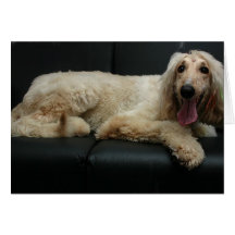 Afghan Hound Dog Greeting Card