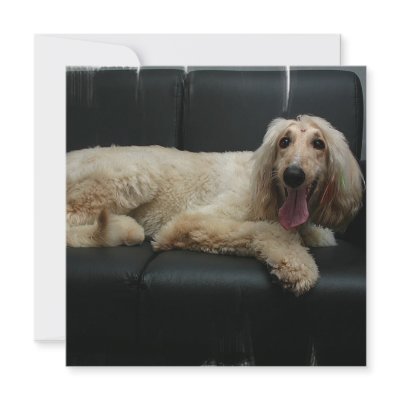 Afghan Hound Dog Invitation by DogPoundGifts
