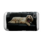 Afghan Hound Dog Samsung Galaxy Case