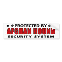 Afghan Hound Dog Security Bumper Sticker