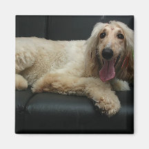 Afghan Hound Dog Square Magnet