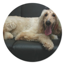 Afghan Hound Dog Stickers