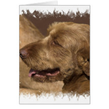Afghan Hound Greeting Card
