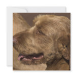 Afghan Hound Invitation