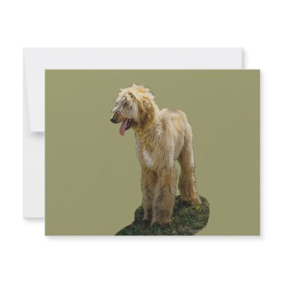 Afghan Hound Invitations by kphotos