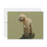 Afghan Hound Invitations