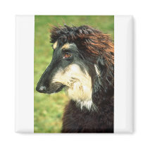 Afghan Hound Refrigerator Magnets