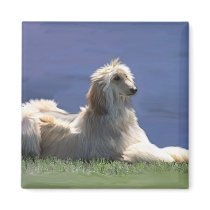 Afghan Hound Refrigerator Magnets