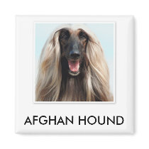 Afghan Hound Magnet