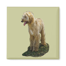 Afghan Hound Magnet
