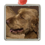 Afghan Hound Ornament