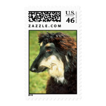 Afghan Hound Stamp