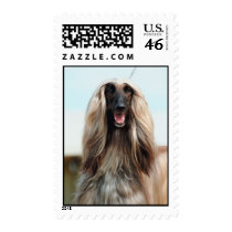 Afghan Hound Postage Stamp
