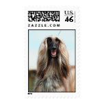 Afghan Hound postage