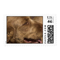 Afghan Hound Postage Stamp
