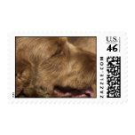 Afghan Hound Postage Stamp