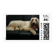 Afghan Hound Postage Stamp
