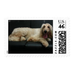 Afghan Hound Postage Stamp