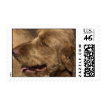Afghan Hound Postage Stamp