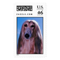 Afghan Hound Postage Stamps (LARGE)