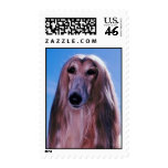 Afghan Hound Postage Stamps (MEDIUM)