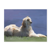 Afghan Hound Postcards