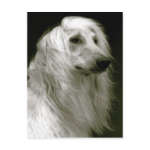 Afghan hound postcards