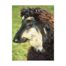Afghan Hound Post Cards