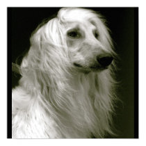 Afghan Hound posters by Julianauip Afghan Hound posters