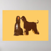 Afghan Hound Poster