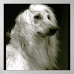 Afghan Hound Print
