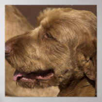 Afghan Hound Print