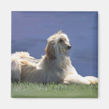 Afghan Hound Refrigerator Magnets